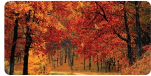 autumn foliage setting