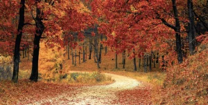 autumn foliage